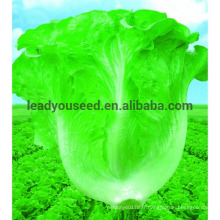 LT02 New century early maturity heat resistant lettuce seeds companies